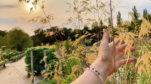 Main Blé Video stock 326300546