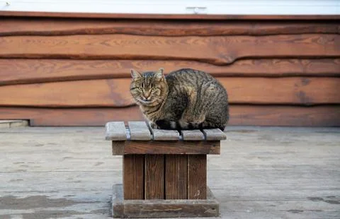 The main cat on the area. Stock Photos