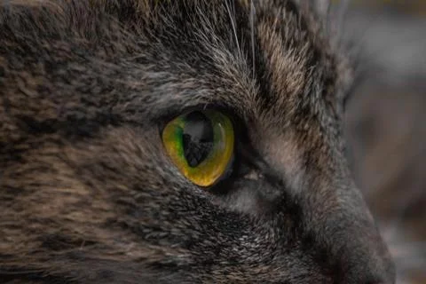 Main coon cat close Stock Photos