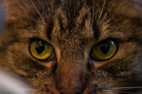 Main coon cat close Stock Photos