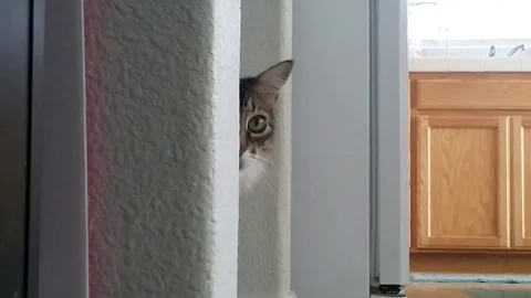 Main Coon Cat Peeks From Behind Wall Video stock 80233557