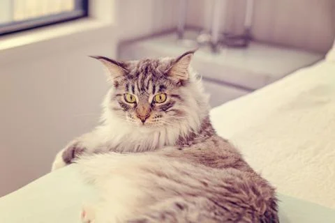 Main Coon Cat Reclining On A Bed Stock Photos