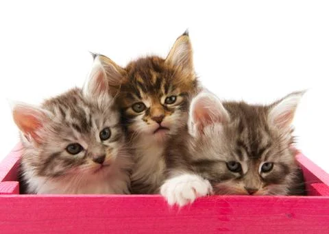 Main coon kittens Stock Photos
