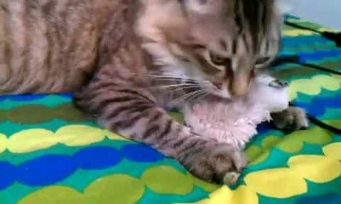 Main Coon Kittens Plays with a Stuffed Mouse Video stock 11517780
