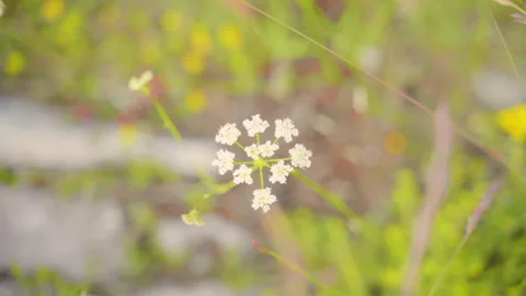 Main cueille une fleur Stock Footage 137158725