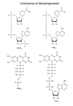 Main dehydrogenases coenzymes Ilustración de archivo