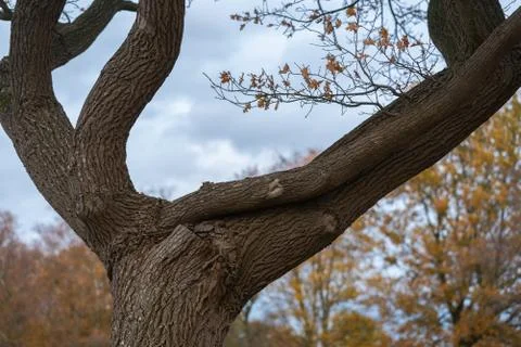The main focus is on trees in different situations Stock Photos