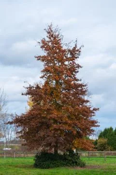 The main focus is on trees in different situations Stock Photos