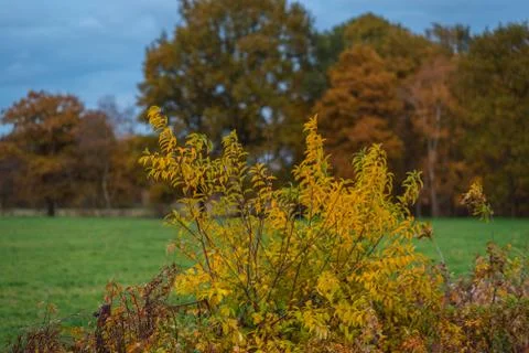 The main focus is on trees in different situations Stock Photos