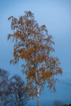 The main focus is on trees in different situations Stock Photos