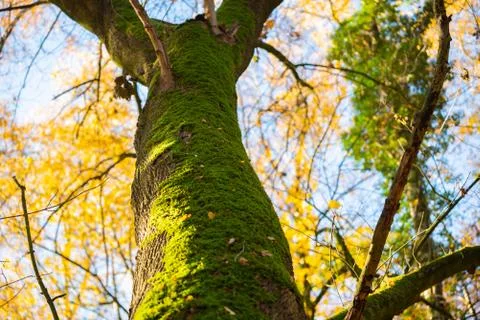 The main focus is on trees in different situations Stock Photos