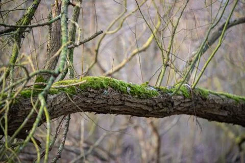 The main focus is on trees in different situations Stock Photos