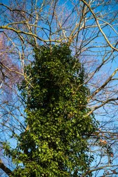 The main focus is on trees in different situations Stock Photos