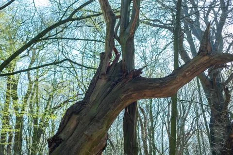 The main focus is on trees in different situations Stockfoto's