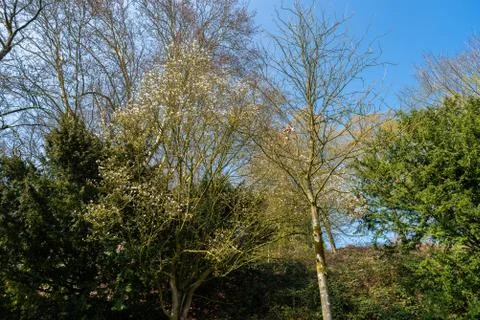 The main focus is on trees in different situations Stock Photos