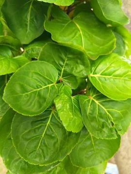 The main function of chlorophyll in photosynthesis is to absorb 写真素材