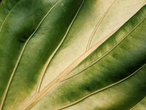 The main function of chlorophyll in photosynthesis is to absorb 写真素材