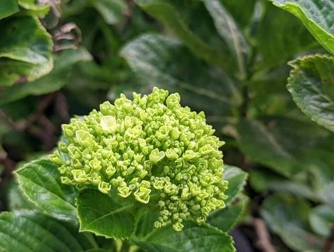 The main function of chlorophyll in photosynthesis is to absorb Stock Photos