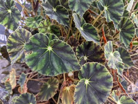 The main function of chlorophyll in photosynthesis is to absorb Stock Photos