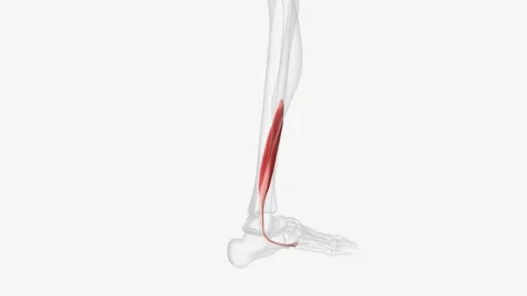 The main function of fibularis brevis is to evert the foot at the subtalar joint Stock Footage 248894921