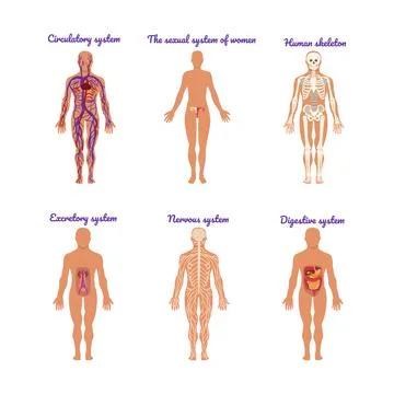 Main Human Body Systems with Circulatory, Sexual, Human Skeleton, Excretory Stock Illustration