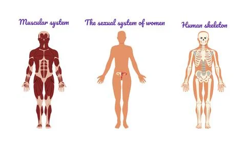 Main Human Body Systems with Muscular System and Human Skeleton Vector Set Stock Illustration