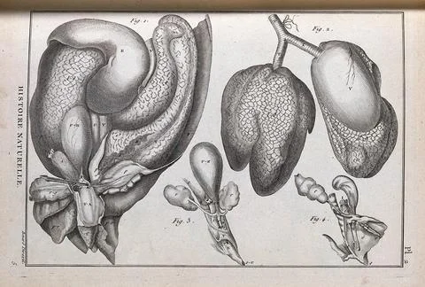 The main internal organs of a turtle. Engraving, ca. 1778. イラスト素材