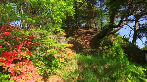 The Main Keep and Azaleas of the Sanada Clan's Castle 스톡 동영상 330479077