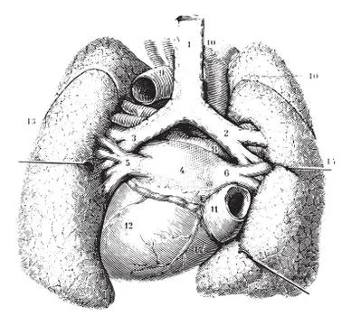 Main reports of the lungs. (Thoracic organs seen by their poster Illustrazione stock