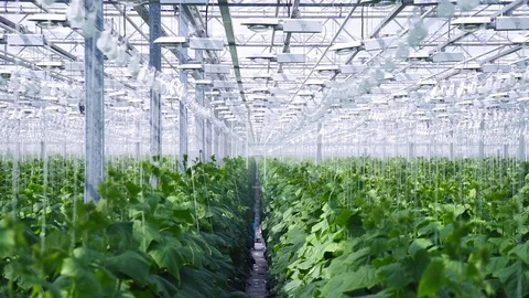 The main room of the greenhouse complex for growing cucumbers. Stock Footage 77708137