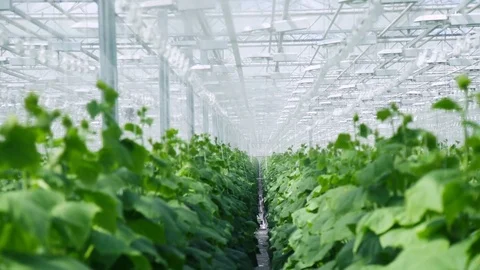 The main room of the greenhouse complex for growing cucumbers. Stock Footage 77709176