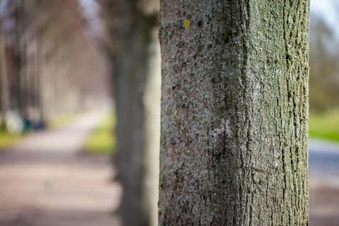 Main stem of a tree in an avenue Stock Photos