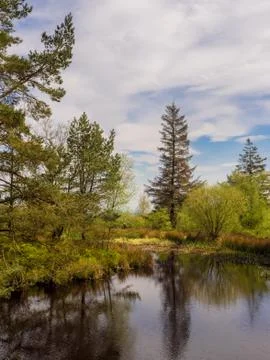 The main Tarn Area at beacon Fell Country Park, Lancashire, UK Stock Photos