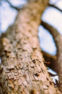The main trunk of the tree with bark, branching Stock Photos