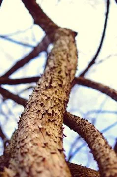 The main trunk of the tree with bark, branching Stock Photos
