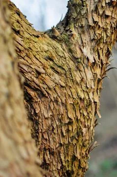 The main trunk of the tree with bark, branching Stock Photos