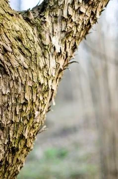 The main trunk of the tree with bark, branching Stock Photos
