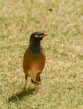 Maina is a medium-sized warbler of the starling family. Stock Photos