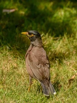 Maina is a medium-sized warbler of the starling family. Stock Photos