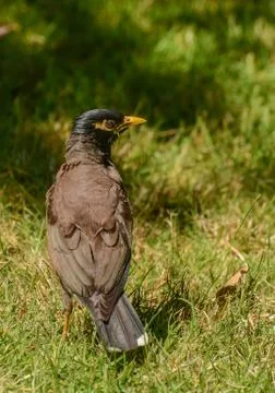 Maina is a medium-sized warbler of the starling family. Stock Photos