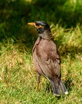 Maina is a medium-sized warbler of the starling family. Stock Photos