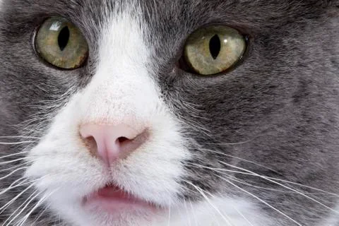 Maincoon cat Stock Photos