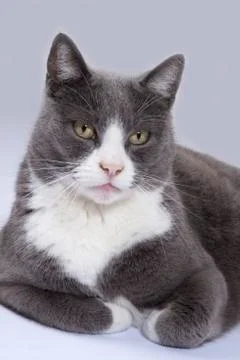 Maincoon cat Фото