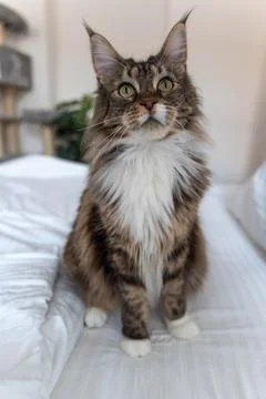 Maincoon cat sitting on the bed Stock Photos