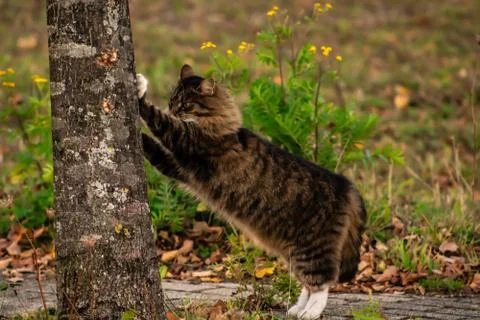 Maincoon scratching a tree Stock Photos