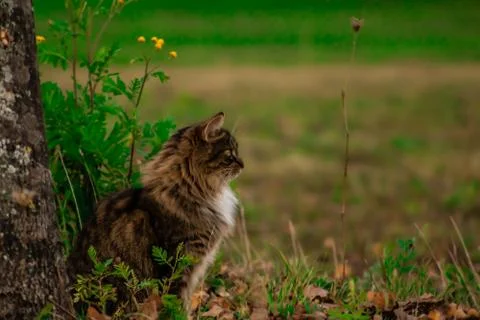 Maincoon sitting next to a tree Stock Photos