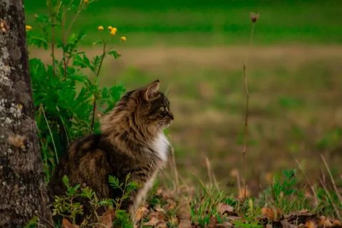 Maincoon sitting next to a tree Stock Photos