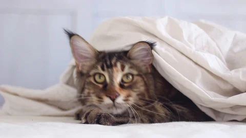 Maine con cat in bed Stock Footage 106085499