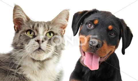 Maine coon cat and puppy rottweiler Stock Photos