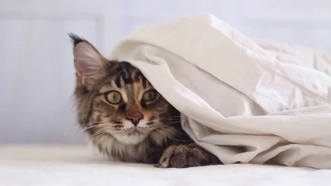Maine coon cat in bed Stock Footage 106085464